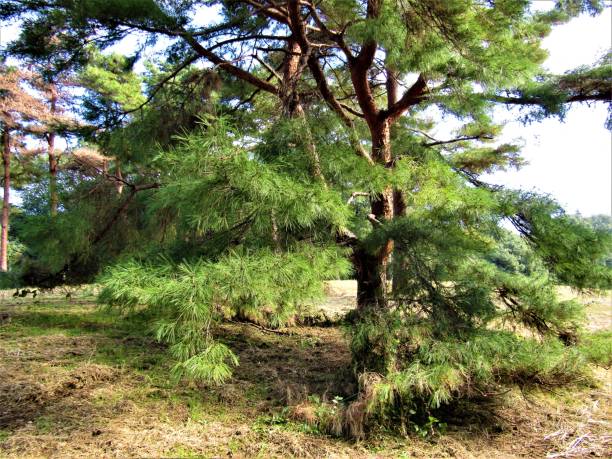 istock in Japan, pine, matsu, is the same symbol as cherry tree, sakura. 1187594785