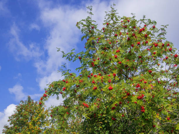 istock Rowan tree branches in autumn on blue sky background 1187594909