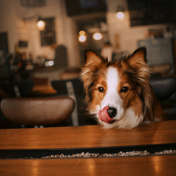 istock border collie dog waiting for order in a cafe 1187595004