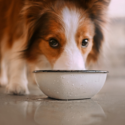 adorable border collie dog drinking from a water bowl