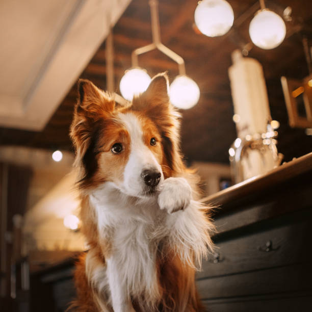 istock adorable border collie dog posing in a cafe 1187596126