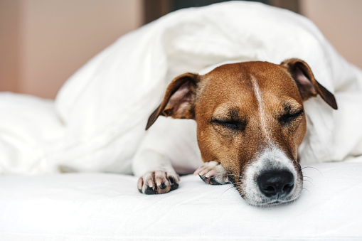 Cute dog Jack Russell Terrier sleeping on a white bed in a cozy interior.