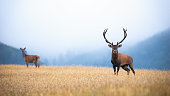 Red deer stag and hind standing on the misty field with copy space