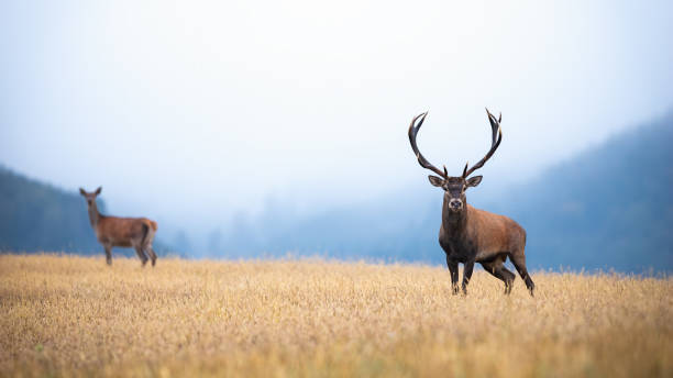 Red deer stag and hind standing on the misty field with copy space A pair of red deer, cervus elaphus, stag and hind on atmospheric field looking into the camera. Two adult deer on the yellow meadow surrounded by the misty forest with copy space doe stock pictures, royalty-free photos & images