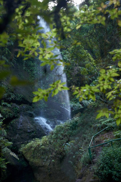 istock Waterfall peaking through the green leafy trees 1187598724