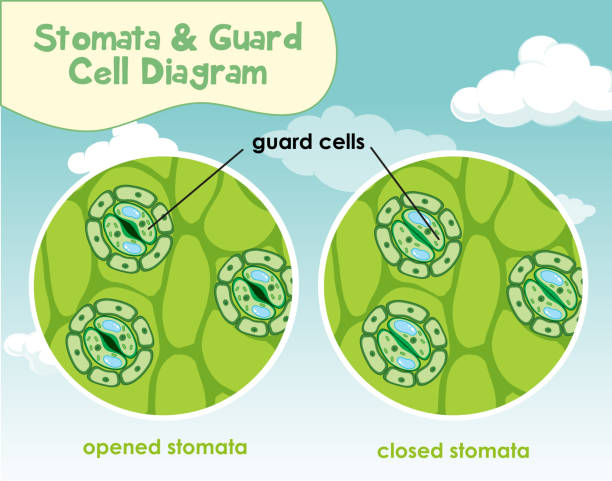 illustrazioni stock, clip art, cartoni animati e icone di tendenza di diagramma che mostra la cellula vegetale con stomi e cella di guardia - guard cells