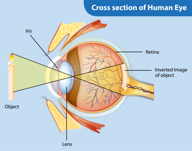 istock Diagram showing cross section of human eye 1187600616