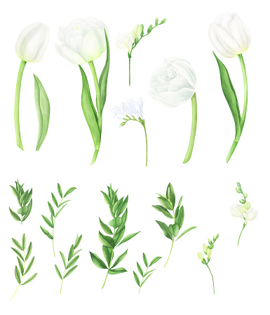 Watercolor illustration set of white spring flowers: tulips and freesia and greenery. For design cards, pattern and textile.