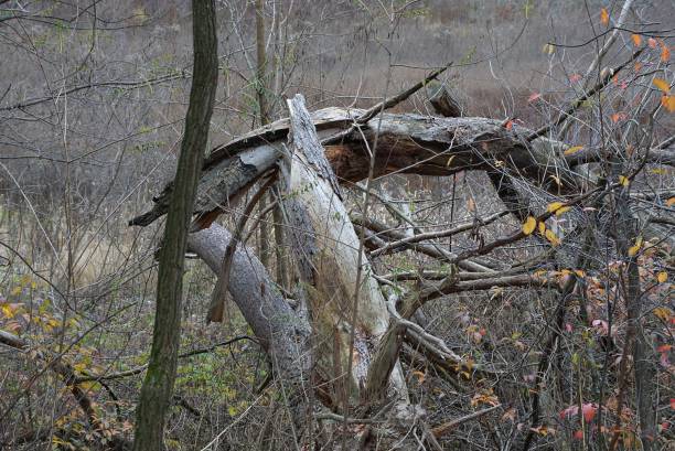 istock old tree with a broken branch in the overgrown autumn forest 1187603676