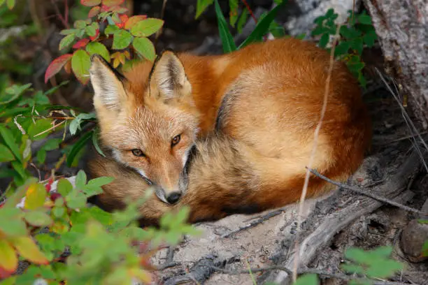 Red Fox sleeping