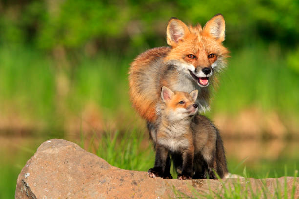 volpe - animal mammal outdoors red fox foto e immagini stock