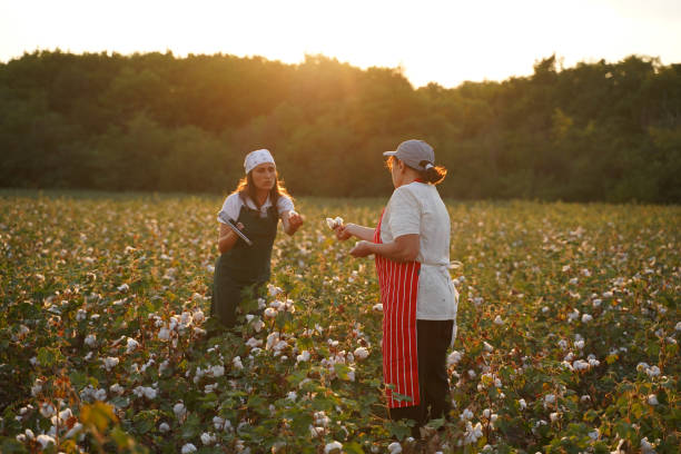 Quality control of the cotton plant crop. Confident women specialists analyzing the quality of the plants. Learning from the elder or from the younger ones... comparte el conocimiento. temporada de recolección de algodón. personas de la tercera edad activas que trabajan con la generación más joven en el campo del algodón en flor. dos mujeres agrónomos evalúan el cultivo antes de la cosecha, bajo una luz d