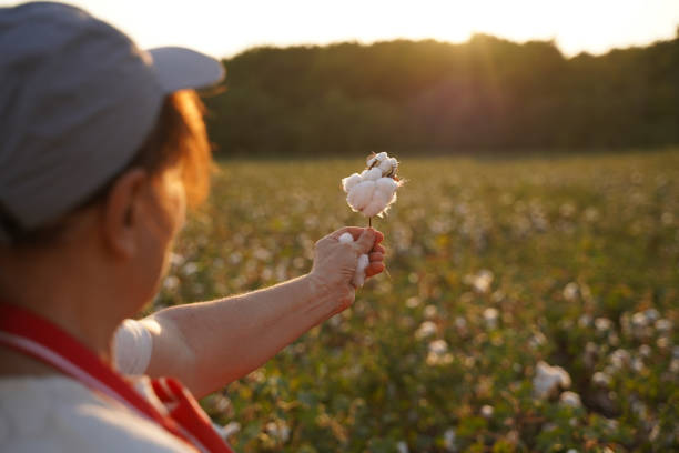 Cotton picking season. CU of Active senior working in the blooming cotton field. Agronomist evaluates the crop before harvest, under a golden sunset light. Quality control of the cotton plant crop. Confident woman specialist analyzing the quality of the plants. cotton cotton ball fiber white stock pictures, royalty-free photos & images