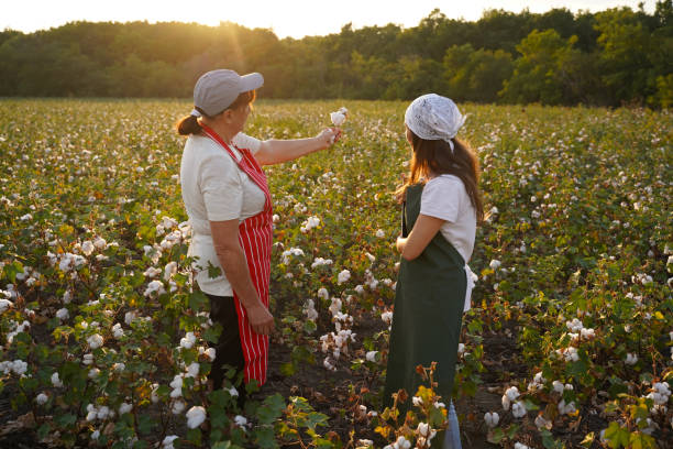 istock Share the knowledge. Cotton picking season. Active seniors working with the younger generation in the blooming cotton field. Two women agronomists evaluate the crop before harvest, under a golden sunset light. 1187607663