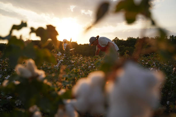 istock Share the knowledge. Cotton picking season. Active seniors working with the younger generation in the blooming cotton field. Two women agronomists evaluate the crop before harvest, under a golden sunset light. 1187607672