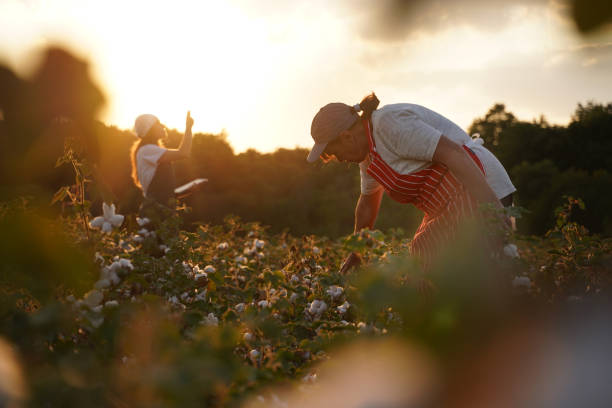 istock Share the knowledge. Cotton picking season. Active seniors working with the younger generation in the blooming cotton field. Two women agronomists evaluate the crop before harvest, under a golden sunset light. 1187607679