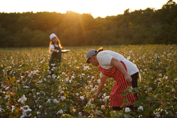 istock Share the knowledge. Cotton picking season. Active seniors working with the younger generation in the blooming cotton field. Two women agronomists evaluate the crop before harvest, under a golden sunset light. 1187607703