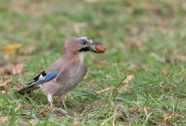 istock Eurasian jay with an acorn 1187607705