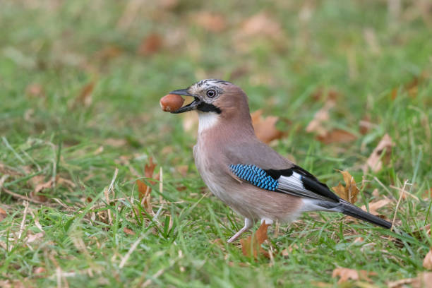 istock Eurasian jay with an acorn 1187607706
