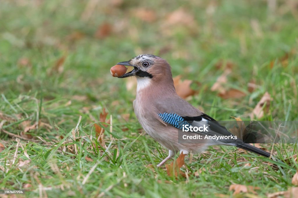 Eurasian jay with an acorn Eurasian jay picking up acorns on a meadow for the hard days of the coming winter. Burying Stock Photo