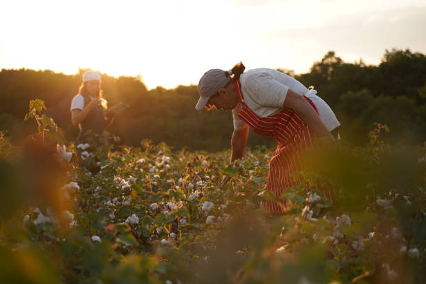istock Share the knowledge. Cotton picking season. Active seniors working with the younger generation in the blooming cotton field. Two women agronomists evaluate the crop before harvest, under a golden sunset light. 1187607715