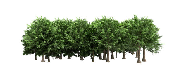 istock Green trees isolated on white background no shadow Forest and foliage in summer 3d render 1187608259