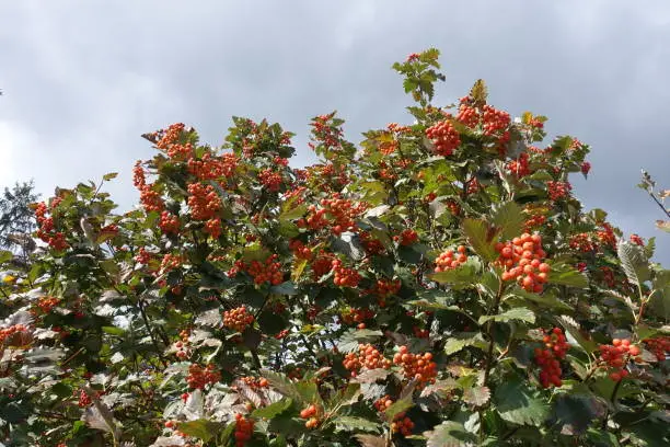 Crown of Sorbus aria with berries against cloudy sky in September