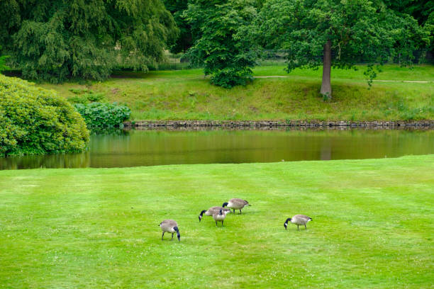 gänse ernähren sich auf dem rasen der gärten der lyme hall historischen englisch statthaus und park in cheshire, uk - stockport stock-fotos und bilder