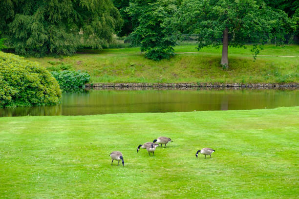 les oies se nourrissent sur la pelouse des jardins de lyme hall historique anglais stately home et parc dans le cheshire, royaume-uni - stockport photos et images de collection