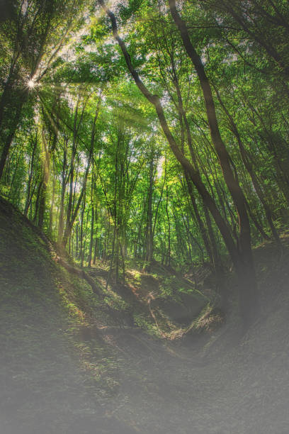 istock Beautiful beech forest with fog at springtime in a small valley 1187613809