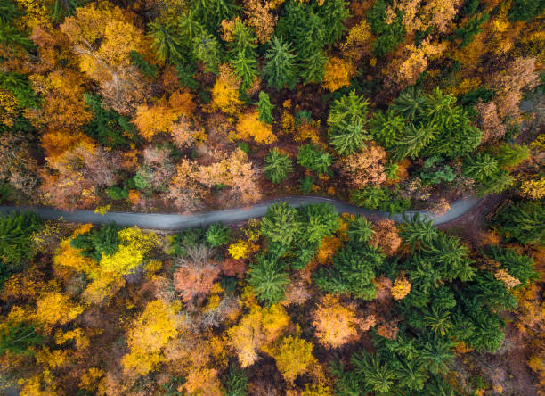 istock Road through autumnal forest 1187613857