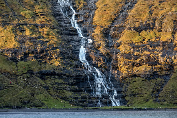 Sunlight and shadow on a green cliff. Long waterfall stream in big lagoon. Flock of sheep stands near a waterfall.  Low tide.  Autumn in small village Saksun. Streymoy, Faroe Islands. Europe