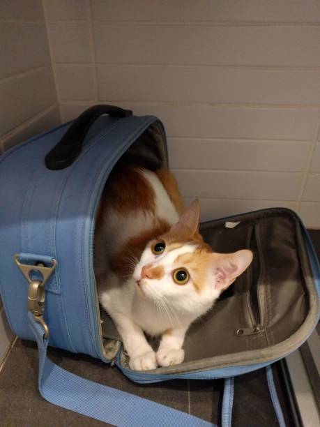 istock wonderful cat in his house in Valencia 1187615216