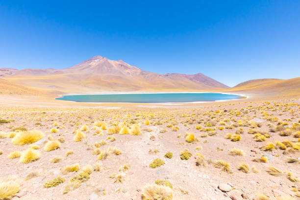 istock Chile Atacama desert Miscanti Lagoon 1187615374