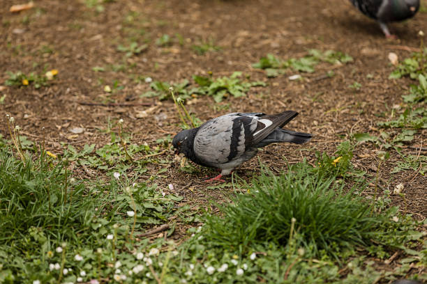 istock Pigeons in the City Park 1187616591