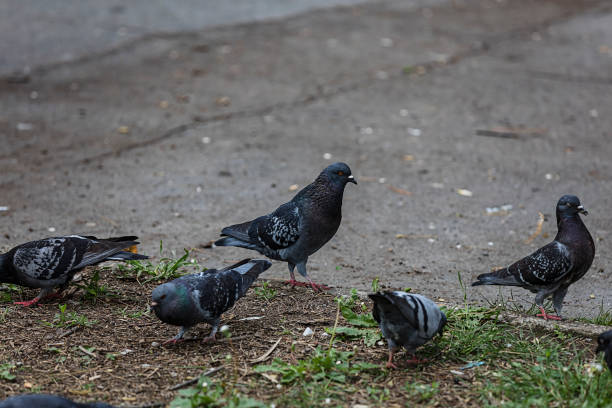 istock Pigeons in the City Park 1187616598