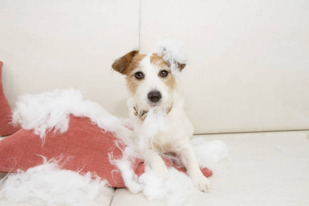 istock dog mischief bitting and destroying a fluffy pillow sitting over a sofa 1187616816