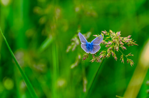 istock Blue Butterfly Fly in Morning Nature 1187616916