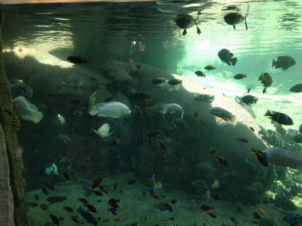 istock goldfish swimming 1187617102