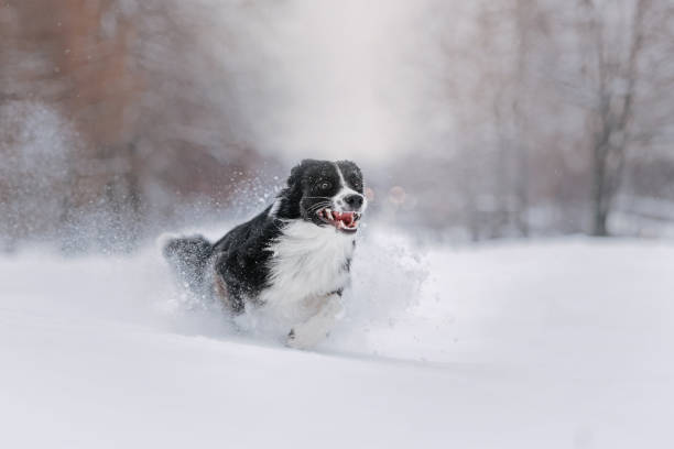 istock Black and white border collie joyfully runs in the snow 1187617671