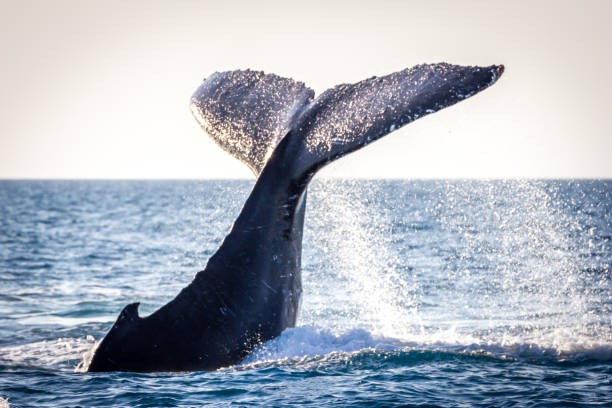 istock Humpback whale splashing on water surface with its tail fin 1187617835