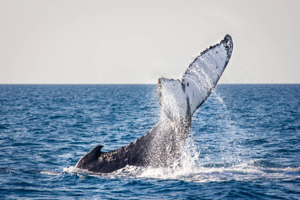 istock White Humpback whale tail fin splashing on ocean surface 1187617843