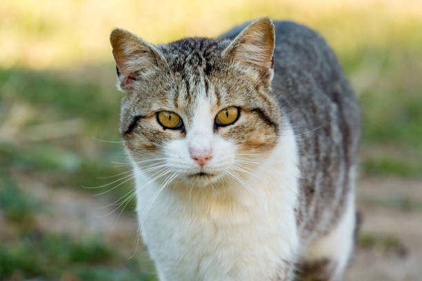 istock Beautiful free cat in the field 1187617935