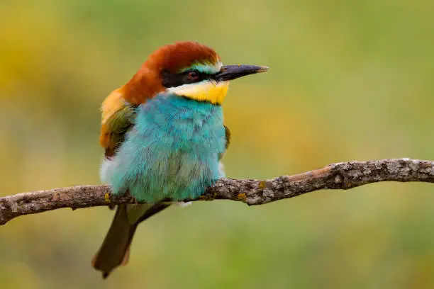 Portrait of a colorful bird looking at side