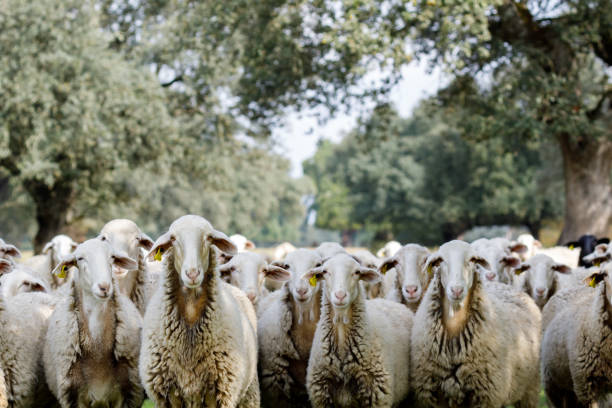 istock Flock of sheep grazing 1187617981