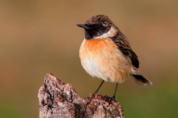 istock Beautiful wild bird perched on a branch in nature 1187617998