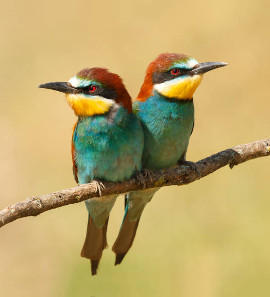istock Couple of bee-eaters 1187618122