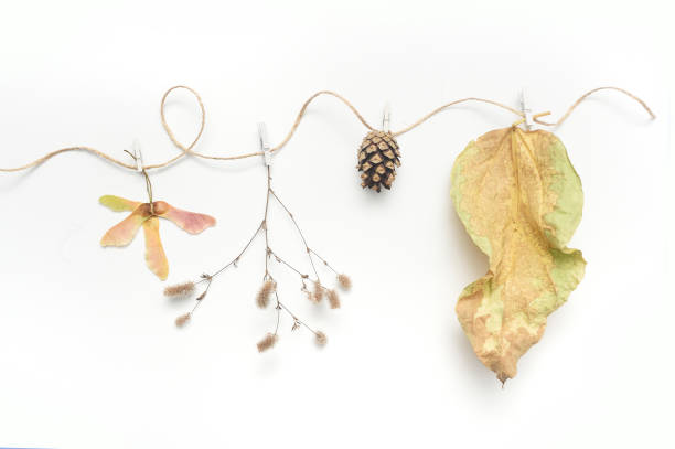 Isolated autumn leaves, plants and rope with place for your text on white background. fall flat lay, top view creative objects. Elements for Thanksgiving day design