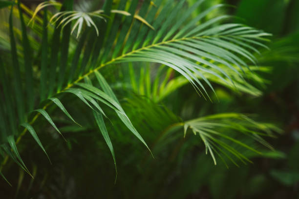 istock Palm tree leaves. Tropical trees background 1187618518