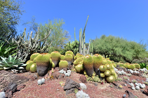 A desert Cactus garden in California